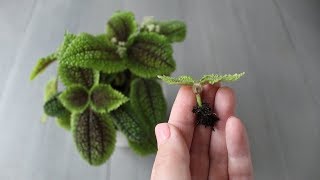 Pilea involucrata vriendschapsplant stekken [upl. by Gerg961]