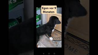 Egon früherEgon heute shortvideo youtubeshorts funnymemes egonshorts funny [upl. by Llet899]