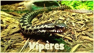 Vipera spp quotaspisberusquot  viperidae  Vipères  ParisFrance  072018 [upl. by Yreffej]