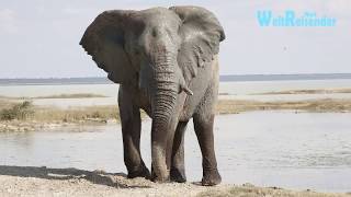 Namibia Fantastischer Etosha National Park [upl. by Urana]