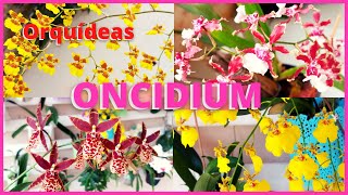 COMO CULTIVAR ORQUÍDEA ONCIDIUM E SEUS HÍBRIDOS  Uma espécie exótica que dá muitas flores 🌸🪴 [upl. by Asseneg497]