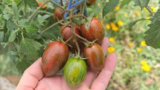 🍅Tomaten Sorten🍅HilfeKuckuck Tomate Kleiner Muck🍅 [upl. by Ellesirg211]