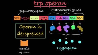 The trp Operon Explained [upl. by Steddman]