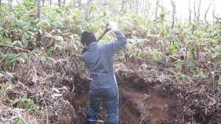 Sampling Podzol soil in Hokkaido [upl. by Enirak]