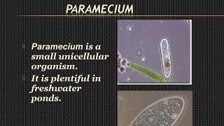 Full Lecture On Paramecium Classification Distribution And Commentary [upl. by Kylander851]