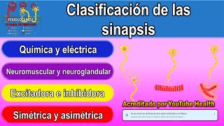 Sinapsis  Sinapsis neuronal  Sinapsis fisiología  Comunicación entre neuronas  Tipos de sinapsis [upl. by Katalin]