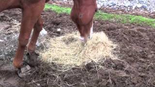 Feeding on the HM Paddock Paradise Benny Hill Style [upl. by Ablem]