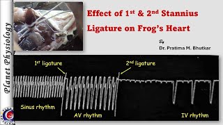 Effect of 1st amp 2nd Stannius ligature on frogs heart [upl. by Akelam941]