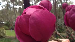 Magnolias araluen [upl. by Emerej]