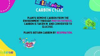 Ecology The Carbon Cycle [upl. by Liamsi784]