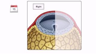 General Embryology  Detailed Animation On Gastrulation [upl. by Nie927]