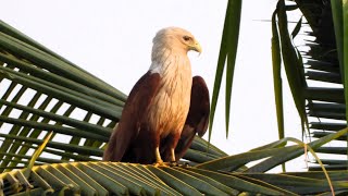 Witness the majestic Brahminy kite savoring its meal [upl. by Lavern]