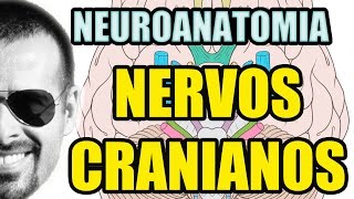 Nervos Cranianos  Sistema Nervoso Neuroanatomia  Anatomia Humana  Vídeo Aula 129 [upl. by Wera]