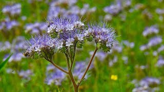 Phacelia tanacetifolia [upl. by Einneg]