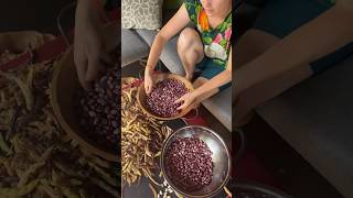 Harvesting and preserving dry beans from the garden growyourownfood gardenharvest offgridliving [upl. by Duile834]