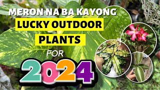 TOP 8 LUCKY OUTDOOR PLANTS FOR 2024 [upl. by Mattias]