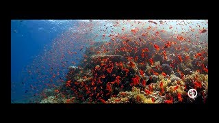 Red Sea quotAnthiasGoldfishquot [upl. by Anazraf]