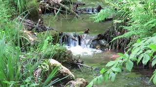 ARDENNEN  115 km wandelen tussen Remouchamps en Aywaille  BELGIUM [upl. by Sivia]