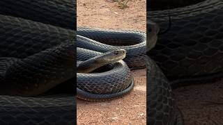 HUGE Coastal Taipan  3rd Most Venomous snake snakes snakevideo reptile reptiles shorts [upl. by Onailime47]