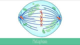 Mitosis and Cytokinesis [upl. by Alegnatal]