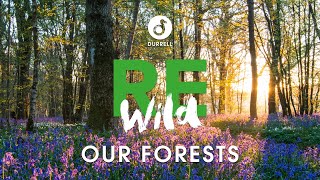 Rewild Our Forests  Durrell London Lecture 2019 [upl. by Eatnoled191]