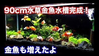 【金魚水槽】90cm水草金魚水槽完成！金魚も増やしました。 [upl. by Llereg578]