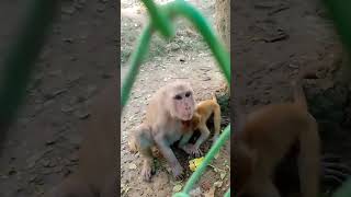 Dekh dekho bandar yaya humko Sone do khane do monkeycomedy mankey monkey cat animals [upl. by Notwal]