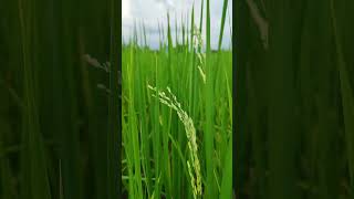 Field landscape shortvideo kampotprovince [upl. by Bogoch679]