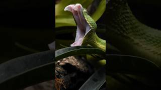 The most terrifying viper snake  Meet the Gaboon viper [upl. by Nirro]