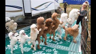 Funny Toy Poodle Puppies Videos Cute Mini Teacup Poodles Playing Miniature Poodle Barking Grooming [upl. by Drofdeb148]