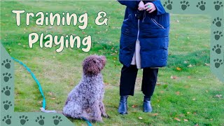 Lagotto Romagnolo  Training session and playing in slow motion 6 months old [upl. by Bate539]