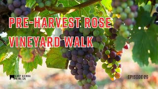 Episode 26 PreHarvest Rose Vineyard Walk [upl. by Raychel]