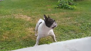 French bulldog barking tutorial [upl. by Halland]