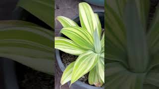 Agave attenuata variegata quotVariegated Fox Tail Agavequot 💚💐 [upl. by Sdlonyer]