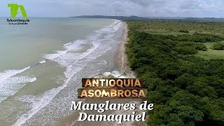 Antioquia Asombrosa Manglares de Damaquiel  Teleantioquia [upl. by Able]