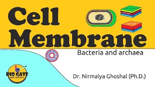 Cell Membrane of Bacteria and Archaea animation plasmamembrane [upl. by Adnicaj]