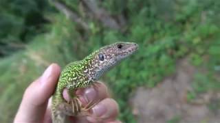 Östliche Smaragdeidechse 4K Lacerta viridisEastern Green Lizard [upl. by Gabe38]