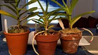 Growing Vanda Type Orchids In Pots Indoors Watering Time and Update [upl. by Etnovaj957]