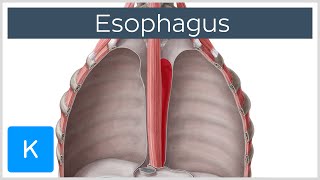 Esophagus Definition Function and Structure  Human Anatomy  Kenhub [upl. by Modesta]