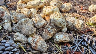 Pine Mushroom Foraging in Chemult Oregon Day 2 [upl. by Sorenson720]