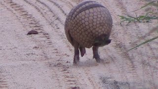 Armadillo rolls up into a ball [upl. by Had713]