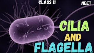 NEET  CELL  THE UNIT OF LIFE  CILIA AND FLAGELLA  CLASS 11 neet ncert youtube [upl. by Aicercal]