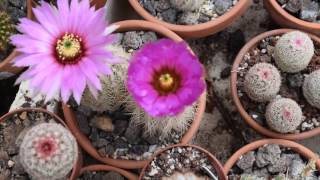 Echinocereus reichenbachii complex [upl. by Dlorej]