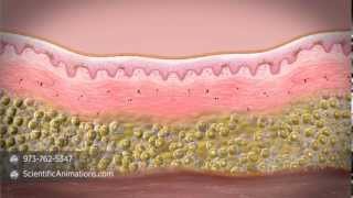 What is stem cell therapy [upl. by Ferdinanda739]