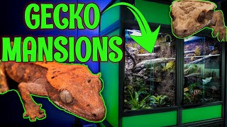 MASSIVE Crested Gecko Bioactive Enclosure REVEAL [upl. by Nerak]