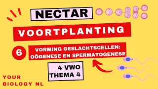 4 vwo  Voortplanting  6  Vorming geslachtscellen oögenese en spermatogenese [upl. by Cosma358]