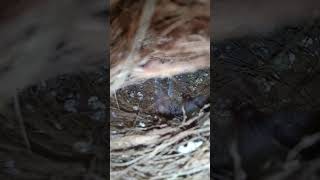 Finch breeding chicks trending youtubeshorts viralshort [upl. by Eggleston]