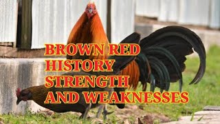 Brown Red history and characteristics [upl. by Einej530]