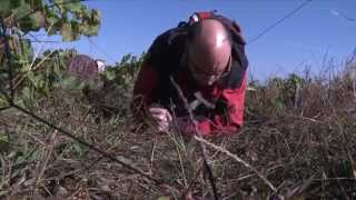 Des pierres précieuses dans le vignoble nantais [upl. by Maclay]