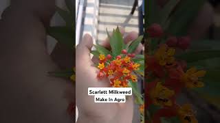 Scarlet Milkweed Flower [upl. by Iliam]